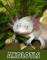 Axolotl Unit Study