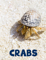 Crabs Unit Study