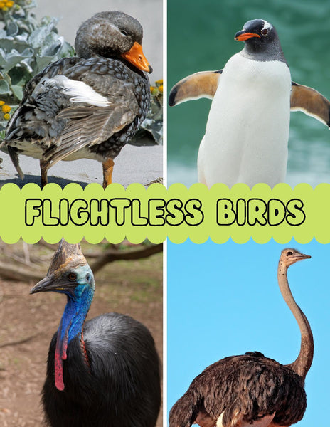 Flightless Birds Unit Study