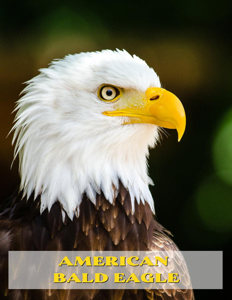 American Bald Eagle Unit Study