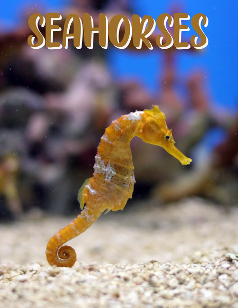 Seahorses Unit Study