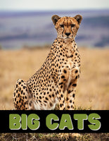Big Cats Unit Study
