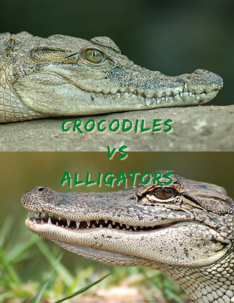 Crocodiles vs Alligators Unit Study