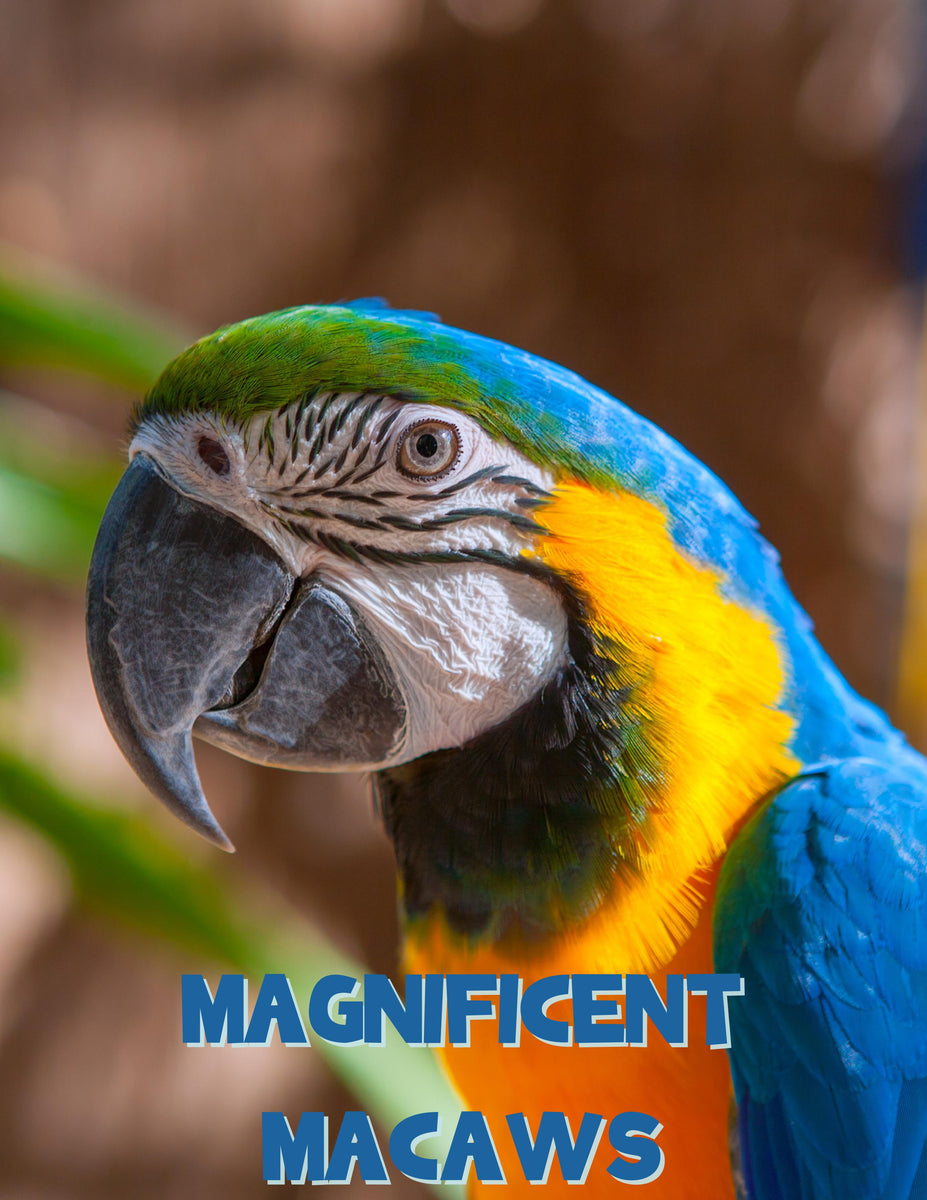 Macaws Unit Study – Attachment Mummy Printables